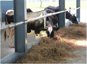 Dairy Farming 